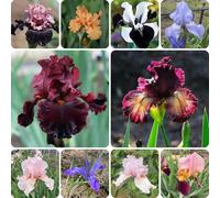 Bulbi di iris, bulbi di estivi decorativi resistenti all'esterno regali per gli amanti del giardino per luoghi soleggiati 12pcs