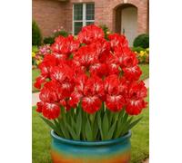 Bulbi di Iris Colorati - Facili da Coltivare in Giardino e Vaso, Bulbi di Iris Misti-8Bulbi-C