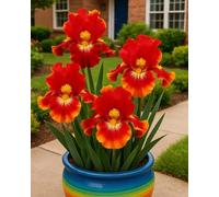 Bulbi di Iris da Piantare - Bulbi di Iris Colorati, Facili da Coltivare in Giardino e Vaso-15Bulbi-Z