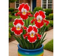 Bulbi di Iris da Piantare - Bulbi di Iris Colorati, Facili da Coltivare in Giardino e Vaso-6Bulbi-B