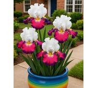 Bulbi di Iris da Piantare - Bulbi di Iris Misti, Facili da Coltivare per Giardino e Vaso-10Bulbi-B