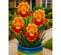 Bulbi di Iris da Piantare - Bulbi di Iris Misti, Facili da Coltivare per Giardino e Vaso-10Bulbi-Z