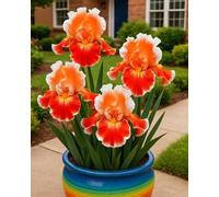 Bulbi di Iris da Piantare - Bulbi di Iris Misti, Facili da Coltivare per Giardino e Vaso-4Bulbi-C