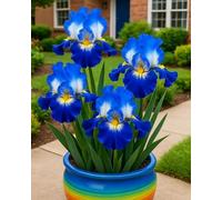 Bulbi di Iris da Piantare - Bulbi di Iris Misti, Facili da Coltivare per Giardino e Vaso-8Bulbi-V