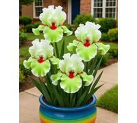 Bulbi di Iris da Piantare - Bulbi di Iris per Bordure, Aiuole e Terrazzi, Colorati e Facili da Coltivare-10Bulbi-B