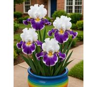 Bulbi di Iris da Piantare - Bulbi di Iris per Bordure, Aiuole e Terrazzi, Colorati e Facili da Coltivare-15Bulbi-X