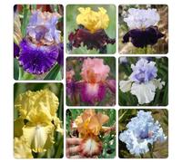 bulbi di iris giardino roccioso balcone rialzato con letto 8pcs