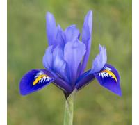 Bulbi di Iris Hollandica e Reticulata | Bulbi provenienti dai migliori produttori Olandesi | Esclusiva selezione e controllo qualità | Fioritura garantita. (15 Iris reticulata HARMONY)
