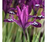 Bulbi di Iris Hollandica e Reticulata | Bulbi provenienti dai migliori produttori Olandesi | Esclusiva selezione e controllo qualità | Fioritura garantita. (15 Iris reticulata PAULINE)