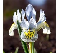 Bulbi di Iris Hollandica e Reticulata | Bulbi provenienti dai migliori produttori Olandesi | Esclusiva selezione e controllo qualità | Fioritura garantita. (10 Iris reticulata KATHARINE HODGKIN)