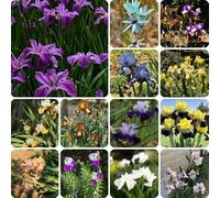 Bulbi di iris, per luoghi soleggiati bulbi a precoce resistenti per il giardino serre da balcone rare esotiche regali 6pcs