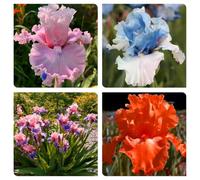 Bulbi di iris. Perenne resistente al freddo, adatta per la decorazione di cortili e balconi-8bulbi-A