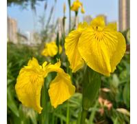 Bulbi di iris, resistenti per il giardino esotiche bulbi di precoci bulbi di regali per gli amanti del giardino 5pcs