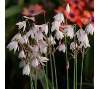 Bulbi di leucoio balcone primaverili per i luoghi soleggiati resistenti copertura del terreno giardino per giardinieri bulbi 6pcs