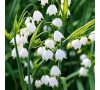 Bulbi di leucoio bulbi decorazioni giardino per esterni giardino per giardinieri serre balcone i luoghi soleggiati balcone estivi vecchie 25pcs