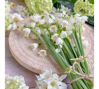 Bulbi di leucoio raro vecchie varietà giardino esotico resistenti d'appartamento biologiche balcone bulbi per i luoghi soleggiati estivi 10pcs