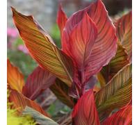 bulbi di lilio canna di primavera resistenti per giardino, decorazione letto elevato per balcone decorazione bulbo, 9pcs