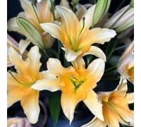 bulbi di lirie decorazione balcone bulbi primavera, resistenti in resistenti, Los de son perenni, prato 5pcs