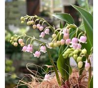 bulbi di lirio delle valli per esterno, bulbi sono perenni e resistenti giardino resistenti per giardino, 5pcs