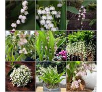 bulbi di lirio delle valli resistenti all'inverno per il giardino balcone resistente con bulbi antichi interni resistenti, 20pcs