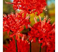 Bulbi Di Lycoris Lycoris è Autosufficiente, Lycoris Radiata, Resistente Alla Siccità, Ma Si Consiglia Di Utilizzare Più Lycoris Per Un Raccolto Migliore Resistente Al Freddo,-4bulbi