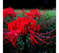 Bulbi Di Lycoris Lycoris è Autosufficiente, Ma Si Consiglia Di Utilizzare Più Lycoris Per Un Raccolto Migliore Resistente Al Freddo,Lycoris Radiata, Resistente Alla Siccità, 8bulbi