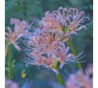 Bulbi di Lycoris/misto/bulbi di giglio ragno rosso selezionati/adatti per la decorazione di giardini e balconi/tolleranti al freddo e alla siccità【NVNJHJN】-5 bulbi-B