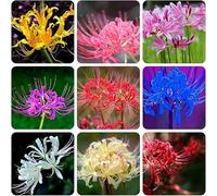 Bulbi di Lycoris/misto/bulbi di giglio ragno rosso selezionati/adatti per la decorazione di giardini e balconi/tolleranti al freddo e alla siccità【NVNJHJN】-5 bulbi-A