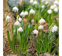 bulbi di marzo, tappezzante resistente in vaso balcone giardino interno serra interna Aiuole rialzate per il giardino serre balcone 20pcs