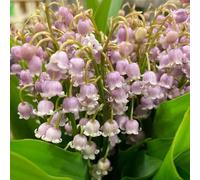 bulbi di mughetto resistenti decorazioni giardino per esterni interno decorative per aiuole primaverili resistenti giardini rocciosi i luoghi 10pcs