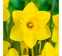 Bulbi di Narcisi MIXED | Bulbi provenienti dai migliori produttori Olandesi | Esclusiva selezione e controllo qualità | Fioritura garantita dal primo anno. (40 Narcisi Tromboni Gialli DUTCH MASTER)