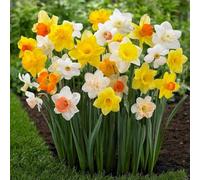 Bulbi di Narcisi MIXED | Bulbi provenienti dai migliori produttori Olandesi | Esclusiva selezione e controllo qualità | Fioritura garantita dal primo anno. (5 Narcisi in Miscuglio)