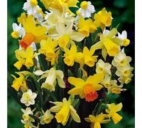 Bulbi di Narcisi MIXED | Bulbi provenienti dai migliori produttori Olandesi | Esclusiva selezione e controllo qualità | Fioritura garantita dal primo anno. (10 Narcisi BOTANICI in Miscuglio)