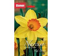 Bulbi di narciso a coppa larga giallo Blumen Carlton
