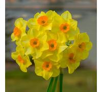 Bulbi di NARCISO | Bulbi provenienti dai migliori produttori Olandesi | Esclusiva selezione e controllo qualità | Fioritura garantita dal primo anno. (10 Narcisi tazzetta MARTINETTE)