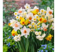 Bulbi di narciso, perenne resistente - Mix Tazetta - 25 pezzi - Multicolore