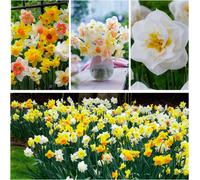 Bulbi di narciso resistenti - Mix Sogno di Primavera - 25 pezzi - Multicolore