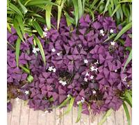 Bulbi di Oxalis balcone resistenti copertura organica del terreno varietà antiche, rare primaverili per i luoghi soleggiati serre balcone 25pcs