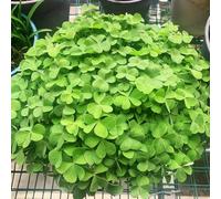 Bulbi di Oxalis bulbi per giardinieri balcone resistenti per i luoghi soleggiati giardino arredamento del soggiorno serre balcone 6pcs