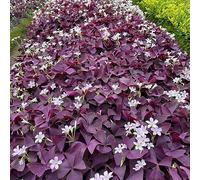 Bulbi di Oxalis decorazioni giardino per esterni giardino varietà antiche, rare serre balcone esotico per giardinieri resistenti arredamento del 22pcs