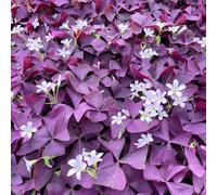 Bulbi di Oxalis - per giardinieri decorazioni giardino per esterni resistenti giardini rocciosi primaverili biologici vecchie varietà giardino balcone 3pcs