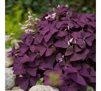 Bulbi di Oxalis - resistenti rialzata rara per giardinieri balcone esotico vecchie varietà per i luoghi soleggiati primaverili decorazioni 4pcs