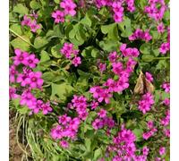 bulbi di oxalis triangularis - bulbi per balconi primaverili perenni resistenti giardino bulbo giardino roccioso resistenti copertura del suolo decorativa 4 pezzi