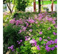 bulbi di oxalis triangularis - resistenti per il giardino bulbi primaverili per esterni - Serie rare bulbi giardino 35 pezzi