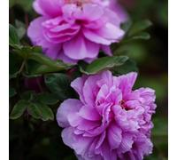 Bulbi di peonia, copertura del terreno resistenti per il giardino comprare peonie di esotiche da balcone da giardino rare 5pcs