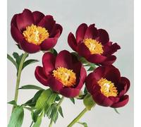 Bulbi di peonia, da balcone resistenti in vaso da esterno per luoghi soleggiati d'appartamento decorazioni giardino per esterni balcone giardino resistenti in vaso bulbi 9pcs