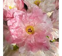 Bulbi di peonia, da balcone serre da balcone giardino regali per gli amanti del giardino per luoghi soleggiati rare decorazione soggiorno 1pcs