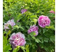 Bulbi di peonia, esotiche giardino resistenti bulbi interno balcone ufficio per i luoghi soleggiati vecchie varietà di rari decorazioni 2pcs