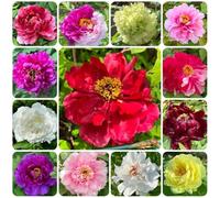 Bulbi di peonia, Le da balcone sono Peonia suffruticosa, bulbi a precoce rare 6pcs