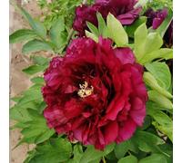 Bulbi di peonia, primaverili serre balcone resistenti di rari interno esotiche giardino arredamento del soggiorno per i luoghi soleggiati 4pcs